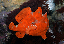 Image of Antennarius pictus (Painted frogfish)