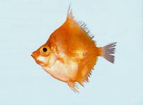 Image of Antigonia rhomboidea (Rhomboid deepsea boarfish)