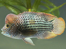 Image of Andinoacara rivulatus (Green terror)