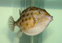 Image of Anoplocapros inermis (Eastern smooth boxfish)