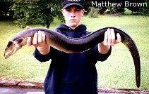 Image of Anguilla rostrata (American eel)