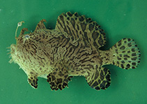 Image of Antennarius scaber 