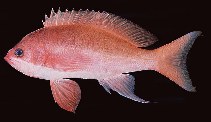 Image of Pseudanthias taeniatus 