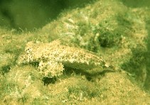 Image of Anaora tentaculata (Tentacled dragonet)