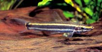 Image of Anostomus ternetzi 