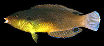 Image of Anampses twistii (Yellowbreasted wrasse)