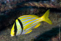 Image of Anisotremus virginicus (Porkfish)