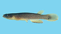 Image of Anablepsoides waimacui 