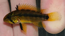 Image of Apistogramma acrensis 