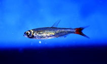 Image of Aphyocharax alburnus (Goldencrown tetra)