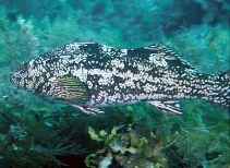 Image of Aplodactylus arctidens (Marblefish)