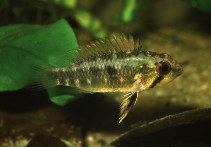 Image of Apistogramma arua 