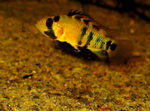 Image of Apistogramma baenschi 