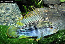 Image of Apistogramma baenschi 