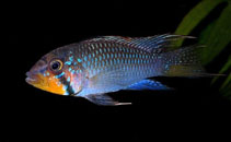 Image of Apistogramma barlowi 