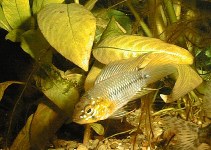 Image of Apistogramma borellii (Umbrella cichlid)