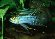 Image of Apistogramma borellii (Umbrella cichlid)