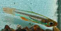 Image of Congopanchax brichardi (Brichard\