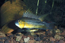 Image of Apistogramma cacatuoides (Cockatoo cichlid)