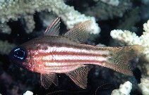 Image of Ostorhinchus compressus (Ochre-striped cardinalfish)