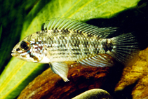 Image of Apistogramma commbrae (Corumba cichlid)