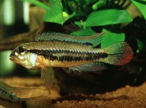 Image of Apistogramma diplotaenia 