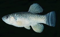 Image of Aphaniops dispar (Arabian pupfish)