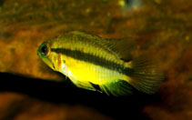 Image of Apistogramma erythrura 