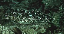 Image of Aplodactylus etheridgii (Notchheaded marblefish)