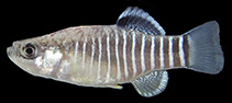 Image of Esmaeilius persicus (Farsi tooth-carp)