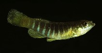 Image of Aphanius fasciatus (Mediterranean banded killifish)