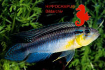 Image of Apistogramma gephyra 