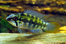 Image of Apistogramma gossei 