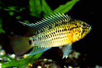 Image of Apistogramma guttata 