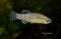 Image of Apricaphanius iberus (Spanish toothcarp)