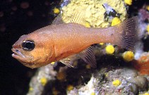 Image of Apogon imberbis (Cardinal fish)