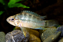 Image of Apistogramma inconspicua 