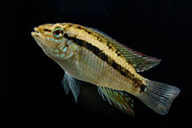 Image of Apistogramma kullanderi 