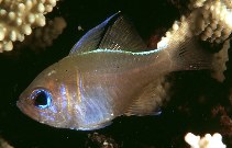 Image of Zoramia leptacanthus (Threadfin cardinalfish)