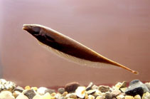 Image of Apteronotus leptorhynchus 