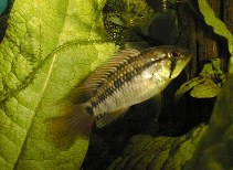 Image of Apistogramma macmasteri 