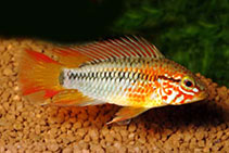 Image of Apistogramma macmasteri 