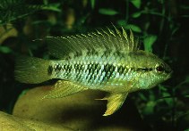 Image of Apistogramma macmasteri 