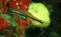 Image of Ostorhinchus melanoproctus (Blackvent cardinalfish)