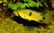 Image of Apistogramma pantalone 