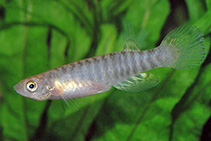 Image of Aphyolebias peruensis (Peruvian longfin)