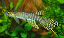 Image of Aphyolebias peruensis (Peruvian longfin)