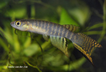 Image of Aphyolebias peruensis (Peruvian longfin)