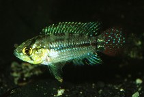 Image of Apistogrammoides pucallpaensis 