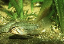 Image of Apistogramma resticulosa 